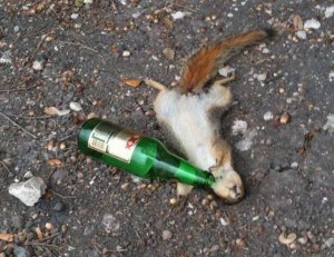 drunk-squirrel.jpg